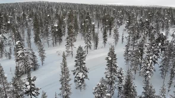 Forest near Saariselkaa, Lapland, Finland