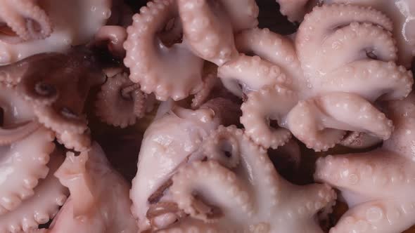 Fresh Baby Octopuses 68