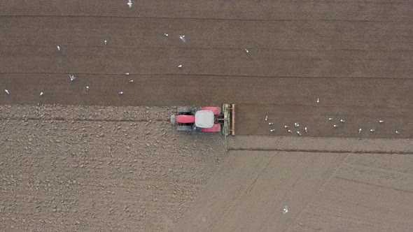 A Tractor Plowing a Field is Swarmed by Birds Before Seed Drilling