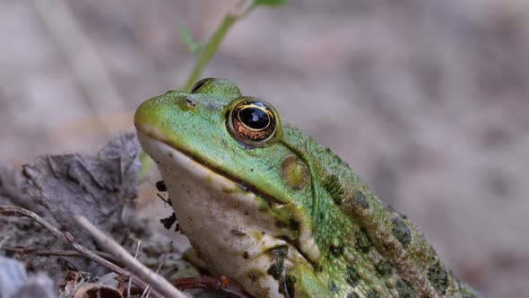 Frog Sits on the Sand Near the River Shore. Portrait of Green Toad