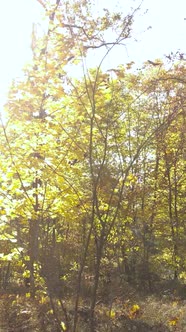 Vertical Video of a Forest in an Autumn Day