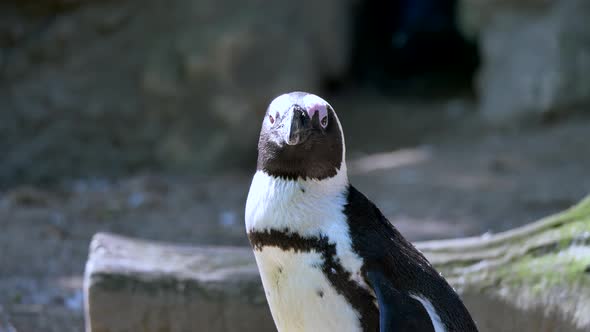 Portrait shot of cute Magellanic Penguin watching around during sunny day outdoors,close up