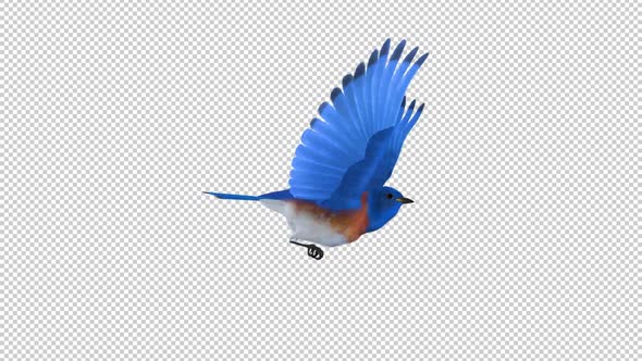 Western Bluebird - Flying Loop - Side View - Alpha Channel alt