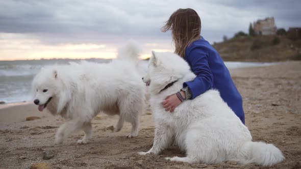 Side View of a Young Woman Sitting on the Sand and Embracing Her Dogs of the Samoyed Breed By the