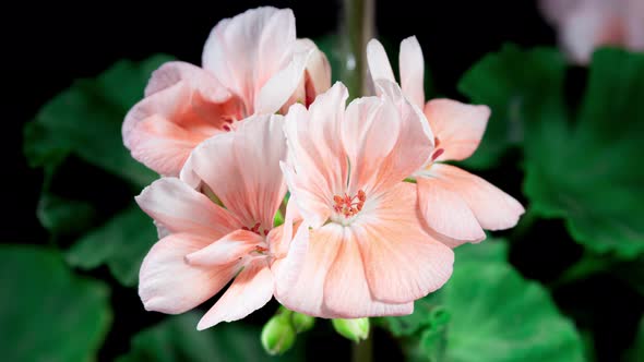 Rose Pelargonium Flowers Blooming in Time Lapse on a Green Leaves Background. Beautiful Neon Pink 