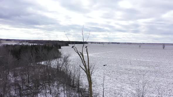 bald eagles fly off their perch in the winter slow motion