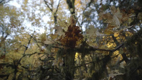 Closeup of Yellow autumn leaves on dead branch