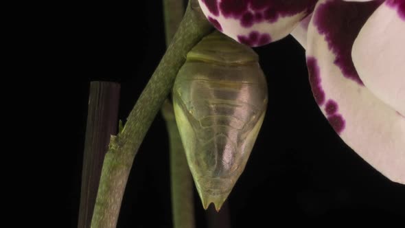 the Process of Emergence of the Morph Butterfly From the Pupa Timelapse the Butterfly Is Born From