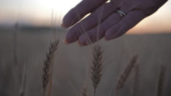 Woman Walks Through a Gold Wheat Field and Touches the Ears of Wheat with Her Hands Against the