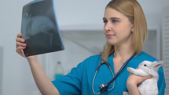 Kind Female Vet Checking Rabbit X-Ray, Smiling on Camera, Disease Prevention