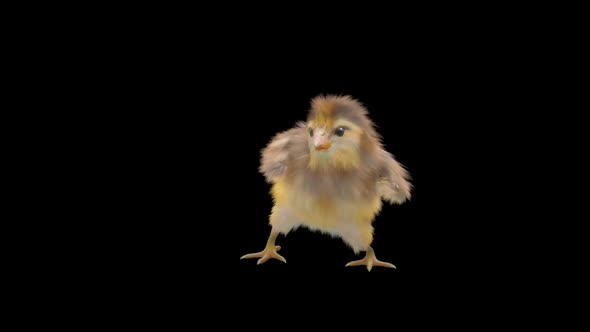 12 Baby Chicks Dancing HD