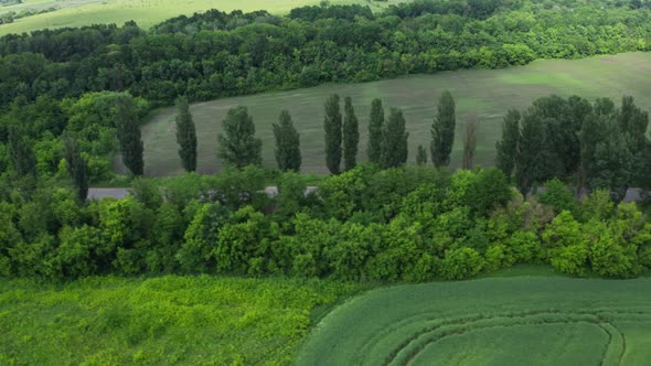 Aerial View Trees Near The Road