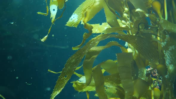 Light Rays Filter Through a Giant Kelp Forest. Macrocystis Pyrifera. Diving, Aquarium and Marine