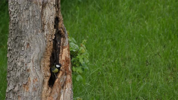 Small Bird (Great Tits - Parus Major) Enter in the Nest in a Tree Trunk