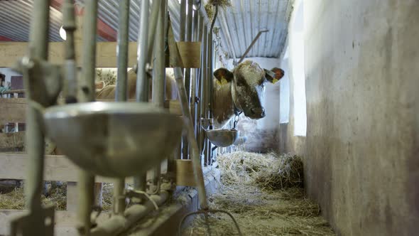 HANDHELD - A cow that is being milked with its head through the bars eating