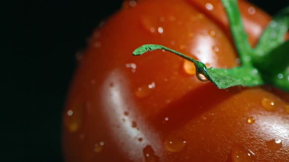 Macro Close-Up Of Tomato With Tail