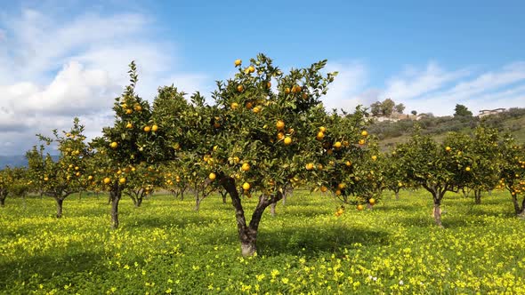 Field of young oranges in Italy