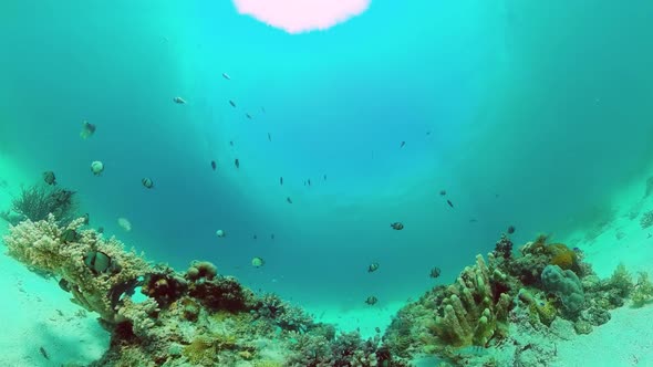 Coral Reef and Tropical Fish. Bohol, Philippines.