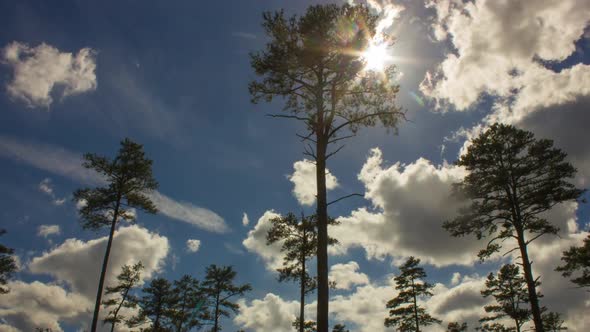 Low Angle Shot Of Beautiful Sunlight And Clouds Passing The Tall Longleaf Pine Trees During Daytime