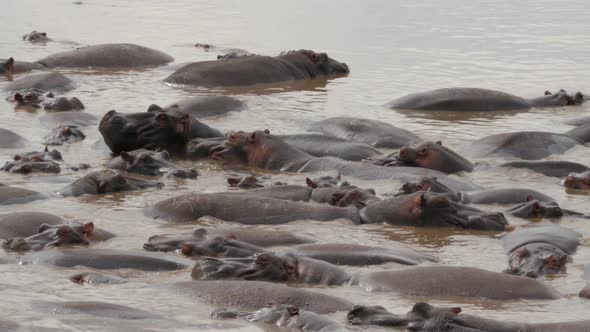 Hippos in a lake in Serengeti National Park Tanzania - 4K