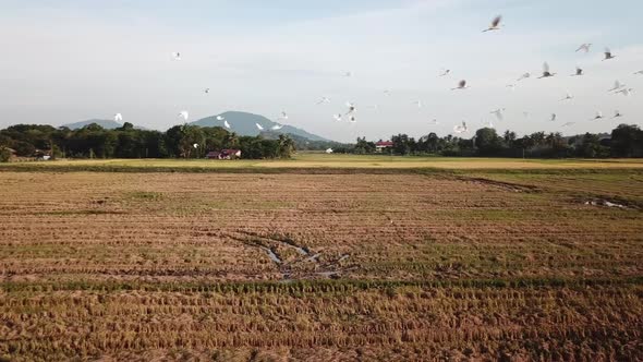 Aerial view tracking white egrets fly in paddy field 
