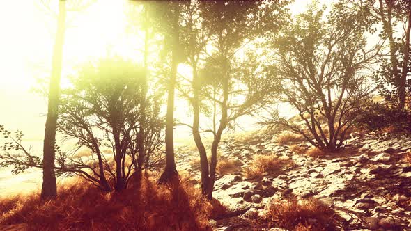 Scenic Landscape with Steep Cliffs and Trees During a Sunny Day