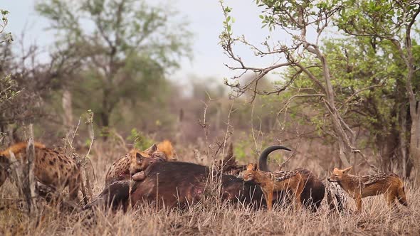 Spotted hyaena in Kruger National park, South Africa