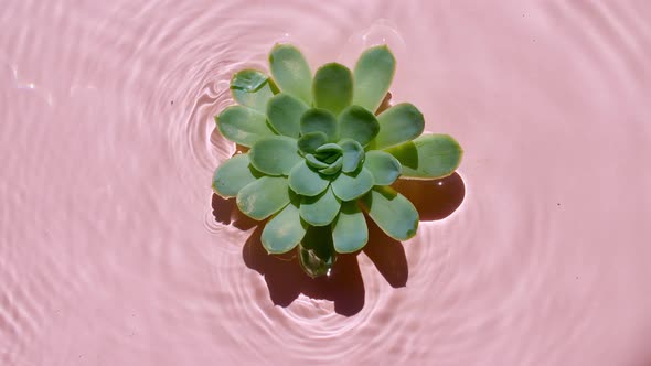 Green Succulent Flowers on Water Surface and of Waves on Pink Background