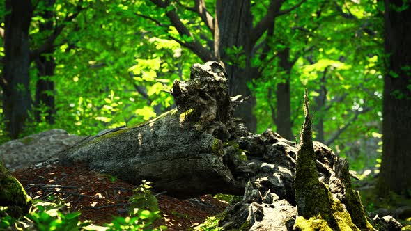 Green Forest Scenery with the Sun Casting Beautiful Rays Through the Foliage