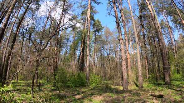 Walking Through the Forest with Pine Trees During the Day POV Slow Motion