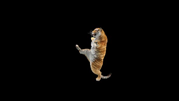 Tiger Dancing HD