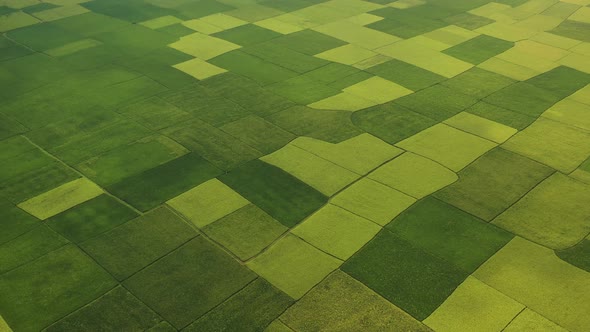 Aerial View of Cultivated field, Shibchar, Dhaka, Bangladesh.