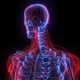 3d Holographic Of Human Skeleton And Muscle - VideoHive Item for Sale