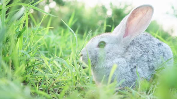 Cute Fluffy Light Gray Domestic Rabbit with Big Mustaches Ears Eats Young Juicy Green Grass Bright