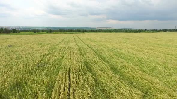 Aerial View. Field of Golden Wheat