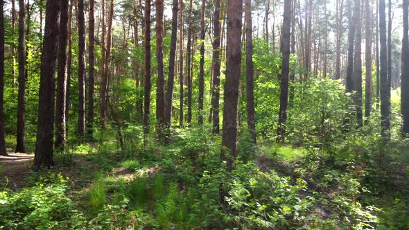 Green Bright Forest