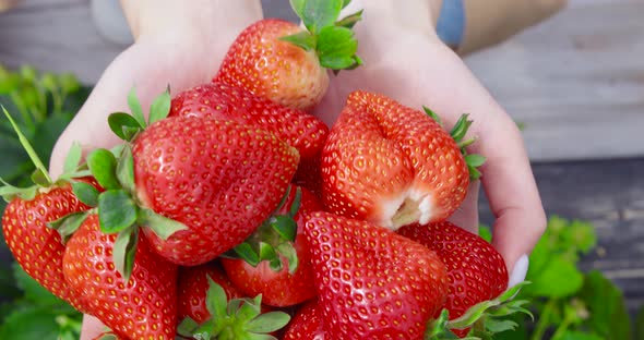 Top View of Organic Ripe Strawberries in Female Hands