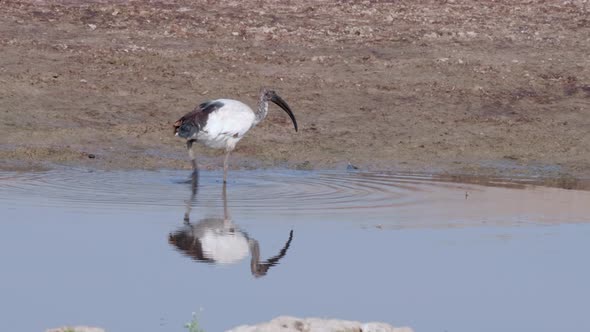 Sacred ibis drinking water and preening while walking on the pond in Botswana - medium shot