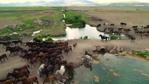 Aerial Footage Of Horses  Cowboy