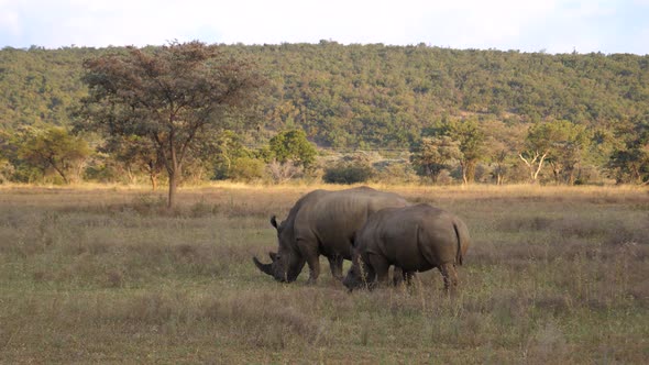 Two white rhinos eating grass