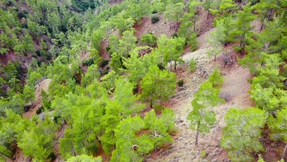 Aerial View of Coniferous Forest in Spring Green Trees on the Hill Treetops in Sunny Weather