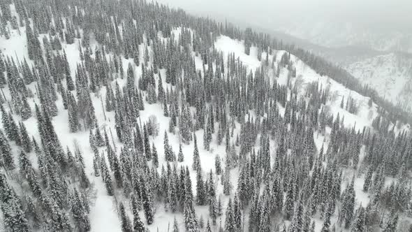 Centuriesold Coniferous Forest in the Mountains