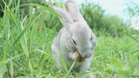 Cute Fluffy Light Gray Easter Bunny with Big Ears Sits Green Meadow Sunny Weather Eats Young Soybean