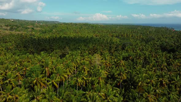 Beautiful Grows Palm Trees Aerial