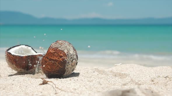 On a Tropical Beach Falls From a Palm Tree Coconut