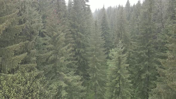 Ukraine, Carpathians: Forest Landscape. Aerial View. Flat, Gray