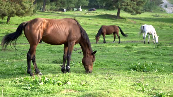 Horses Graze in the Meadow Eat Green Grass