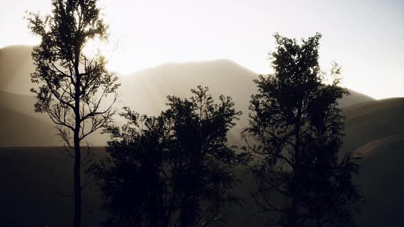 Carpatian Mountains Fog and Mist at the Pine Forest