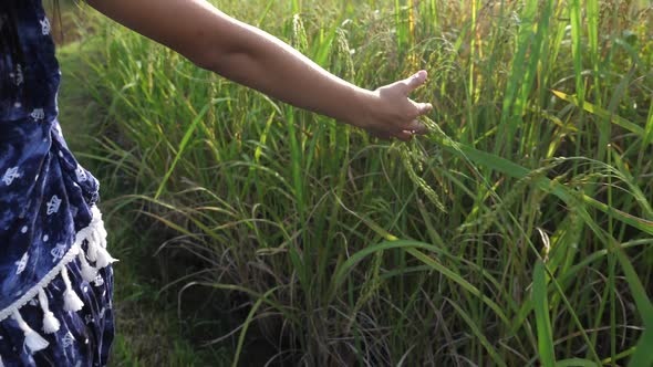 Hand Of Little Girl Touching Rice Plant