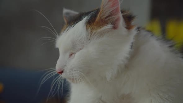 Portrait of Relaxed One Eyed Domestic Cat Indoors